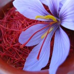 Original Saffron in Kashmir; Aroma Flavor Color Rich Pharmaceuticals textiles food industry