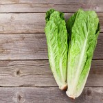 Chinese Cabbage in Pakistan (Bok Choy) Sweet Taste Can Be Used Raw Cooked
