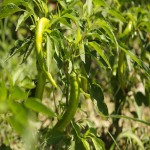 Green Pepper in South Africa (Capsicum) Contains Vitamins B K E A Reduce Cholesterol
