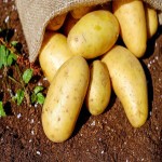 Today Potato in West Bengal Medinipur; Firm Texture Carbohydrates Source Weight Gain