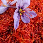 Natural Saffron; Bitter Flavor Hay Like Aroma Face Tonic Usage