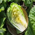 Napa Cabbage in Nepal; Pale Green Leaves White Stem Crunchy Texture Easy Chew