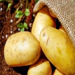 Current Potato in Nairobi; Brown Skin Yellow Flesh Carbohydrate Vitamin C Source