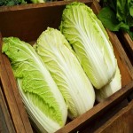 Napa Cabbage in India (Celery) Moist Mild Texture Pale Green Yellow Leaves