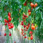 Maharashtra Tomato Today; Sauce Powder Preparation Anti Cancer Properties Antioxidant Rich