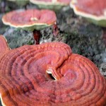 Reishi Mushroom in Pakistan (Lingzhi) Deep Pink 4 Forms Raw Extract Powder Dried
