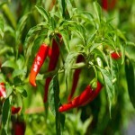 Fresh Cayenne Pepper Per Pound (Hot Red) Medicinal Cooking Application