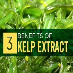 Fire Kelp Extract (Seaweed Supplement) Powder Pill Form Antioxidants Content Low Calories