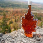 Maple Leaf Extract; Liquid Powder Form Contain Vitamin C Maintain Skin Elasticity