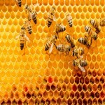 Bee Honey in India; Healthy Skin Promoter 4 Type Clover Tupelo Eucalyptus Wildflower