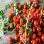 Cherry Tomato per kg; Carotenoids Content 4 Color Red Yellow Green Black