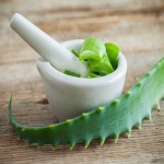 Bent Aloe Vera Leaf; Thick Fleshy Hydrate Skin Soothe Sunburn