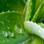 Green Aloe Vera Leaf; Natural Exfoliator Blood Sugar Remedy Protein Source