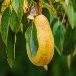 Asian Pear per Pound (Pyrifolia) Antioxidant Digestive Juice Stomach Secretion Promotor