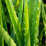Large Aloe Vera Leaf; Vitamins A C B12 Source Ointment Moisturizer Usage