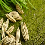 Giant Fennel Seeds (Sweet Cumin) Calcium Iron Magnesium Source