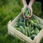 Farm Fresh Cucumber; Gherkins Seedless Armenian Types Crunchy Texture
