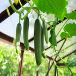 European Cucumber Plant (Cucumis Sativus) Thin Smooth Skin 2 Vitamins B C