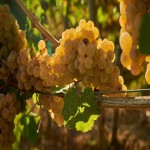 Yellow Grapes; Seeded Seedless Types Preventing Heart Diseases
