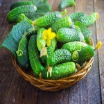 Organic Mini Cucumber; Antioxidants Properties Fiber Source Preventing Free Radicals