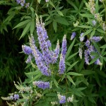 Chasteberry Vitex Agnus Castus (Wild Lavender) Capsules Tinctures Tea Forms