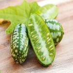 Small Round Cucumber; Cold Moist Natures 2 Minerals Calcium Manganese