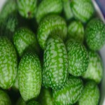 Sour Gherkin Cucumber (Mexican) Vitamins Sources Strengthening Bones and Joint