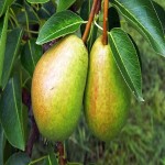 Green Mexican Pear Acquaintance from Beginning to End Bulk Purchase Prices