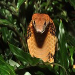 Do You Know About Venomous Snakes In the Philippines?