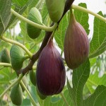 Is Fig Acidic? Explore the Potential Health Benefits