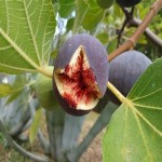 Are Figs Alkaline or Acidic? Debunking the Mystery