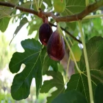 Do Fig Trees Like Acidic Soil Content?