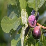 Understand the Fig Tree Soil PH and Its Importance