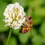 Price and Purchase clover honey flower with Complete Specifications