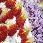 Bunch Saffron from Beginning to End Bulk Purchase Prices