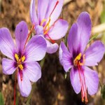 Saffron Specifications and How to Buy in Bulk