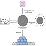 Synthesis of silica coated magnetic nanoparticles