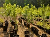 Purchase of red and green apple, nectarine, cherry, apricot and almond seedlings