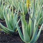 Aloe barbadensis Miller with Complete Explanations and Familiarization