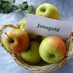 jonagold apple with Complete Explanations and Familiarization