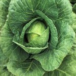 cabbage with Complete Explanations and Familiarization