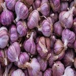 purple garlic with Complete Explanations and Familiarization