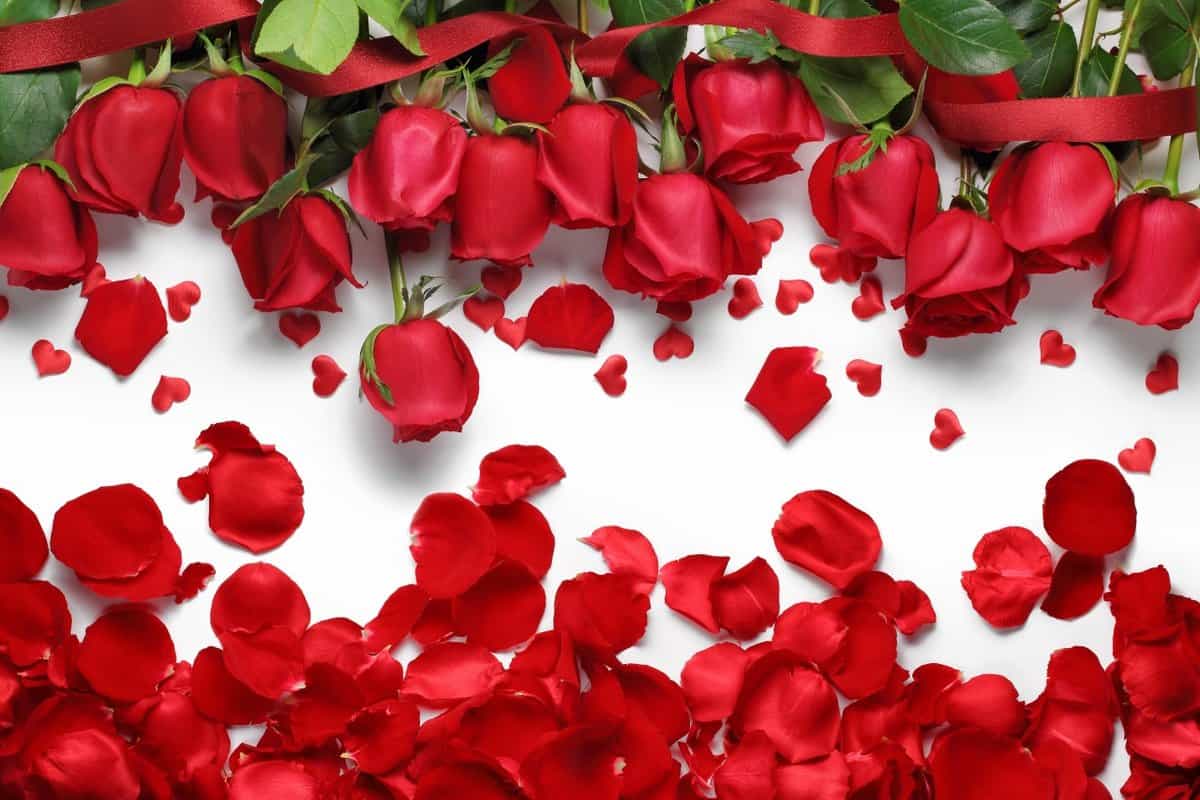 Buy Edible Red Rose Petals At An Eanchorceptional Price - Arad Branding