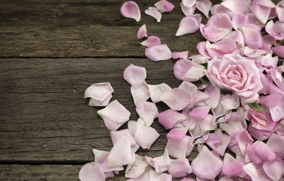 Buy And Current Sale Price Of Pink Rose Petals
