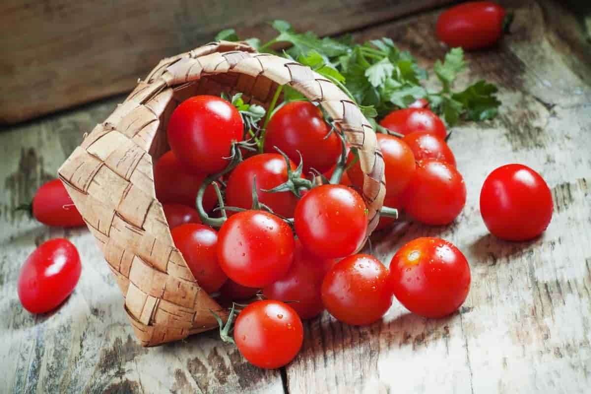 Cherry Tomato Plant Price