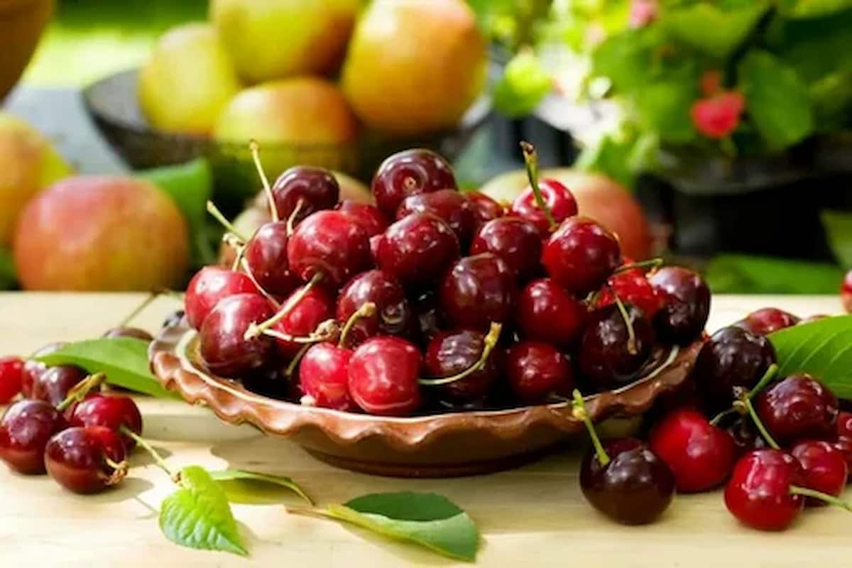 Sour Cherry Extract Price