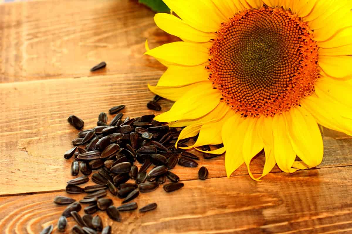 Global Sunflower Seed Price