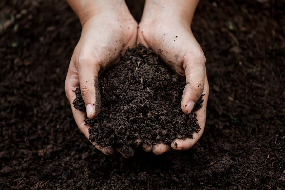 Compost Fertilizer Per Kg (Leaf Mold) Organic Materials Environment Friendly Healthy