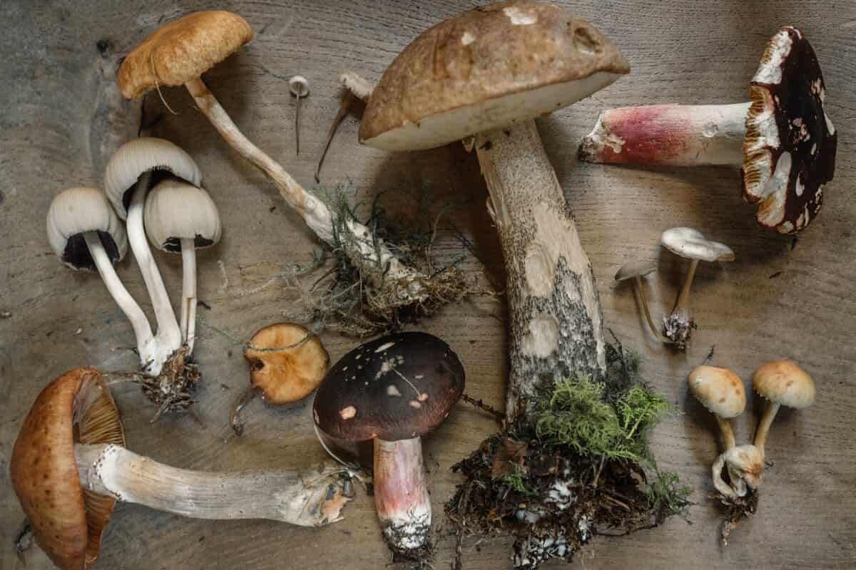 Wild Mushroom Price in India