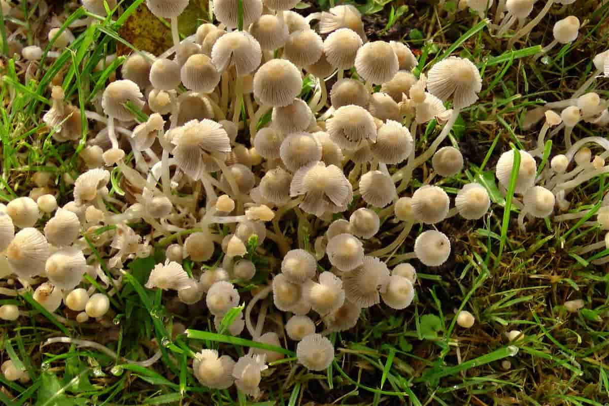 Paddy Straw Mushroom Price